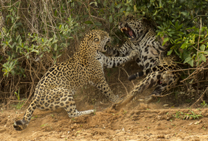jaguars